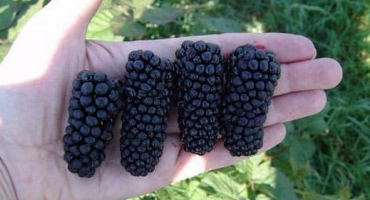 Jak sázet, pěstovat a pečovat o ostružiny venku